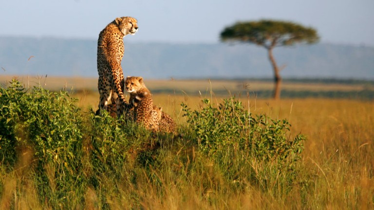 A cheetah and her cubs observe the plains in Masai Mara game reserve, April 26, 2008. Picture taken April 26, 2008
